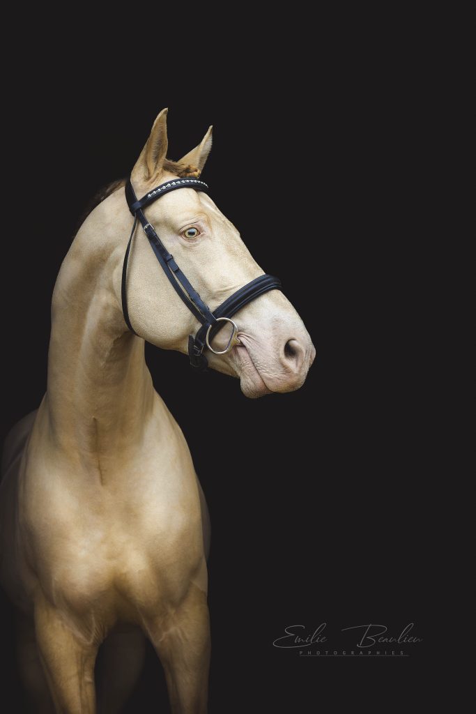 Photo animalière portrait fond noir pour création d'une plaquette de présentation en vue de communiquer sur l'étalon.