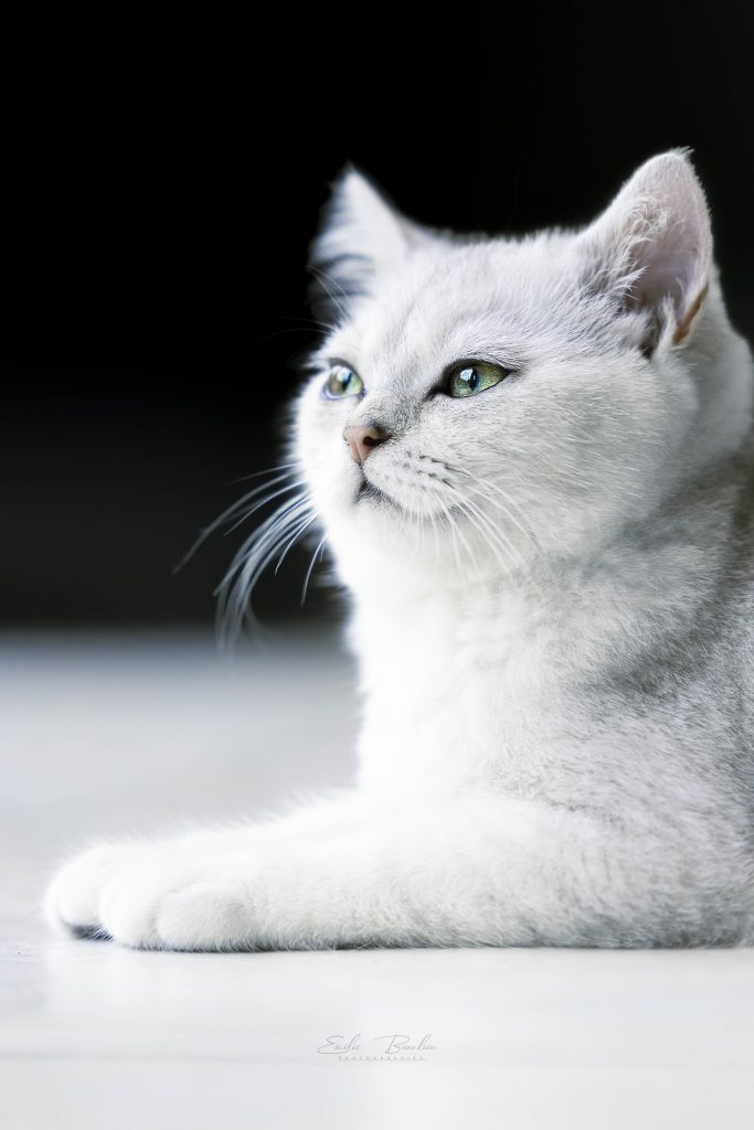 Photo d'un chat de race.