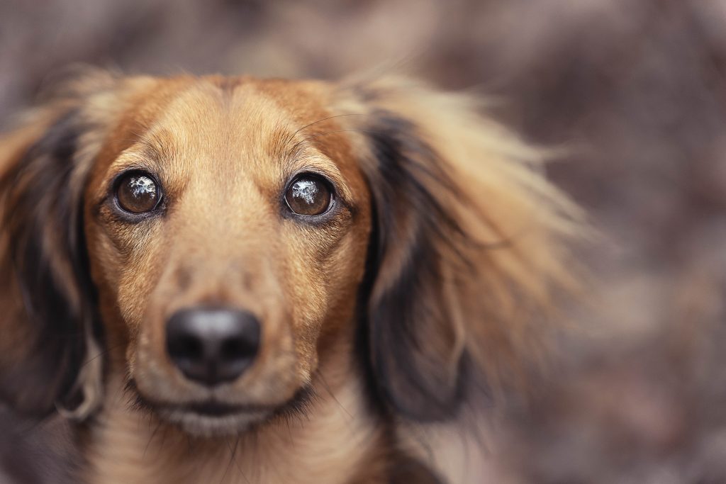 photo animalière sur saint brevin